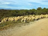 Troupeau de moutons