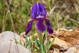 Iris nain violet