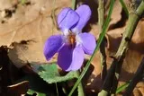 Violette