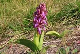 Orchidée sauvage