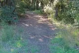 Chêne de Védas à Murviel-lès-Montpellier