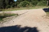 Chêne de Védas Chêne de Védas à Murviel-lès-Montpellier