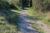 Chêne de Védas Chêne de Védas à Murviel-lès-Montpellier