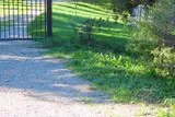 Chêne de Védas Chêne de Védas à Murviel-lès-Montpellier