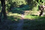 Chêne de Védas Chêne de Védas à Murviel-lès-Montpellier