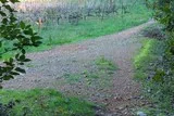 Chêne de Védas Chêne de Védas à Murviel-lès-Montpellier