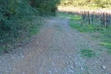 Chêne de Védas Chêne de Védas à Murviel-lès-Montpellier