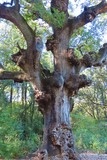 Chêne de Védas Chêne de Védas à Murviel-lès-Montpellier