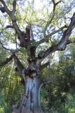 Chêne de Védas Chêne de Védas à Murviel-lès-Montpellier