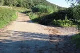 Chêne de Védas Chêne de Védas à Murviel-lès-Montpellier