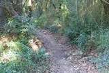 Chêne de Védas Chêne de Védas à Murviel-lès-Montpellier