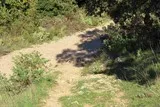 Chêne de Védas Chêne de Védas à Murviel-lès-Montpellier