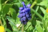 Muscari grappe