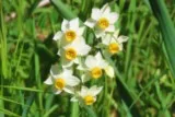 Narcisse à bouquet