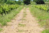 Saint-Christol Entre-Vignes