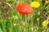 Coquelicot et pissenlits