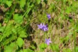 Campanules