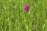 Orchis pyramidal