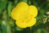Bouton d'or