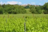 Saint-Christol Entre-Vignes
