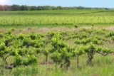 Saint-Christol Entre-Vignes