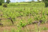 Saint-Christol Entre-Vignes