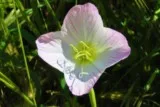 Onagre rosée