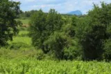 Saint-Christol Entre-Vignes