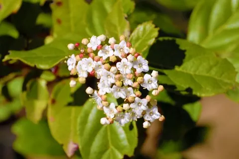 Laurier-tin