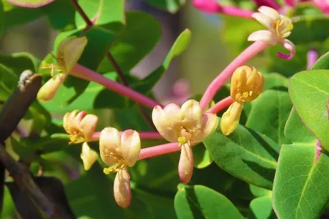 Chèvrefeuille des bois