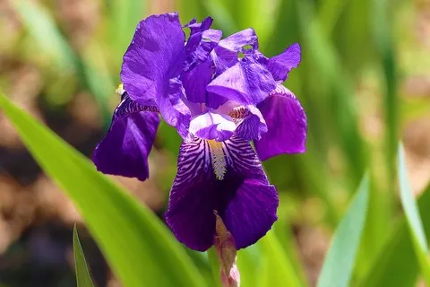 Iris des garrigues