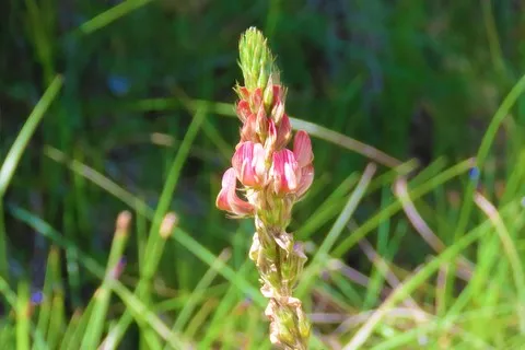 Sainfoin