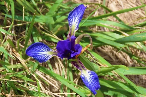 Iris maritime