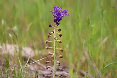 Muscari à toupet