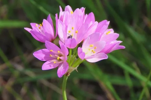 Ail rosé