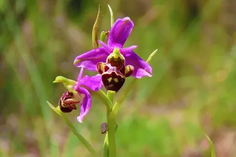 Ophrys frelon