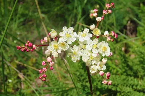 ​Filipendule vulgaire