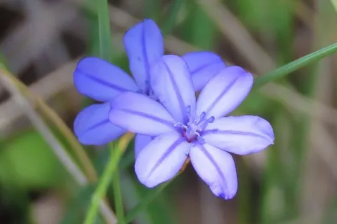 Aphyllanthe de Montpellier
