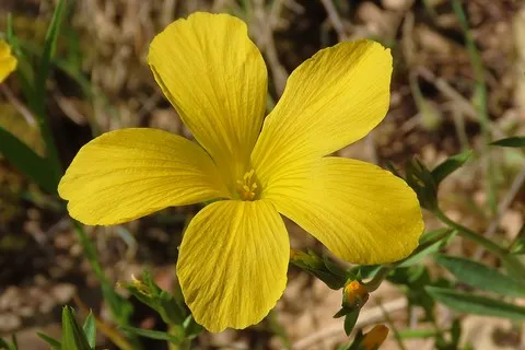 Lin campanulé