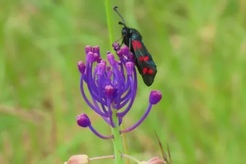 Insecte sur muscari à toupet