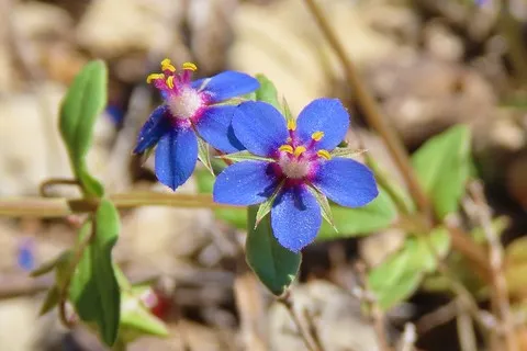 Mouron bleu