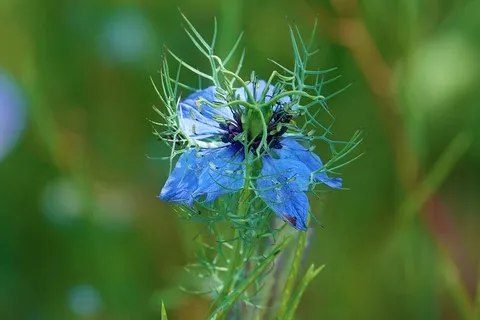 Nigelle de Damas