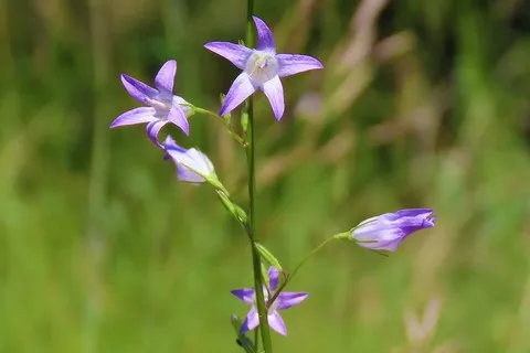 Campanule raiponce