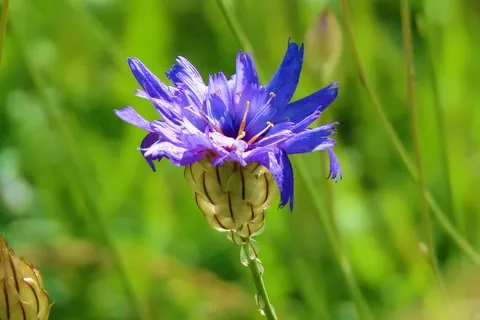 Cupidone bleue
