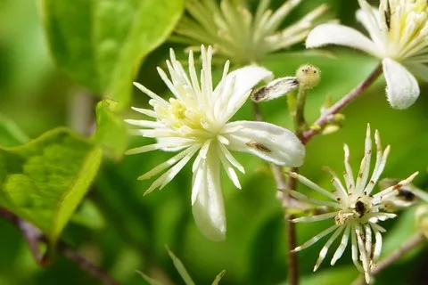 Clématite des haies