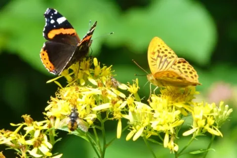 Papillons sur fleur