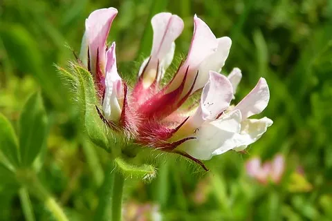 Dorycnium hirsutum