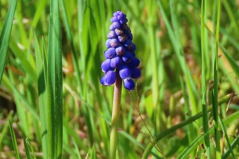 Muscari à grappe