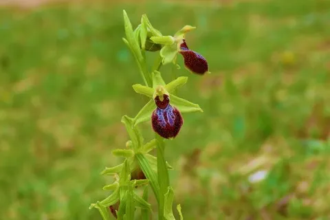 Ophrys araignée
