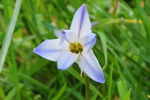 Ipheion ou Etoile de printemps